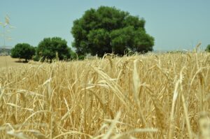 Cultivo de cereales en Cádiz - proyecto MoniCa